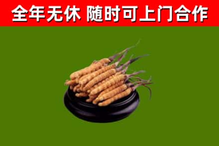 桦川县烟酒回收冬虫夏草.jpg